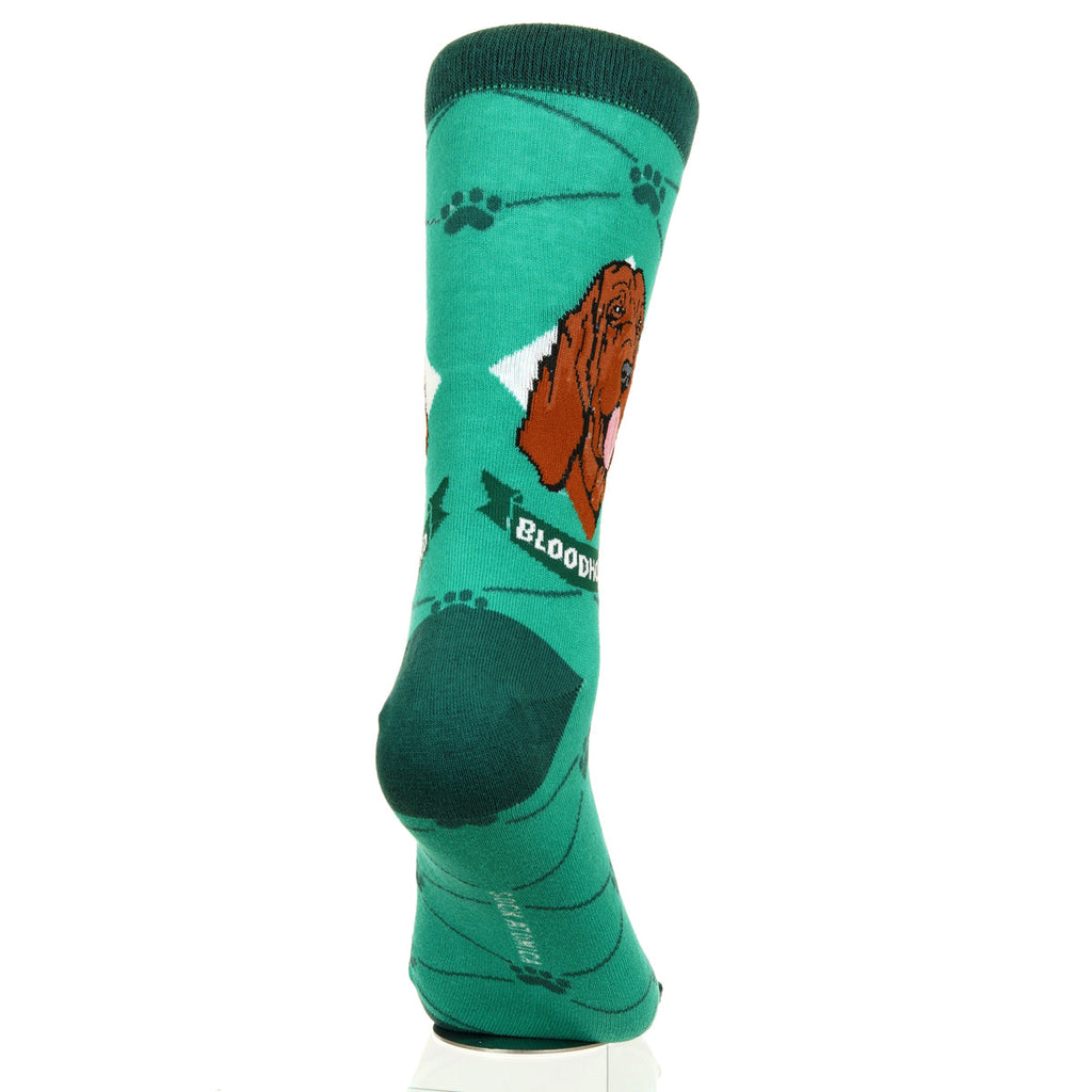 Bloodhound | Argyle Pups