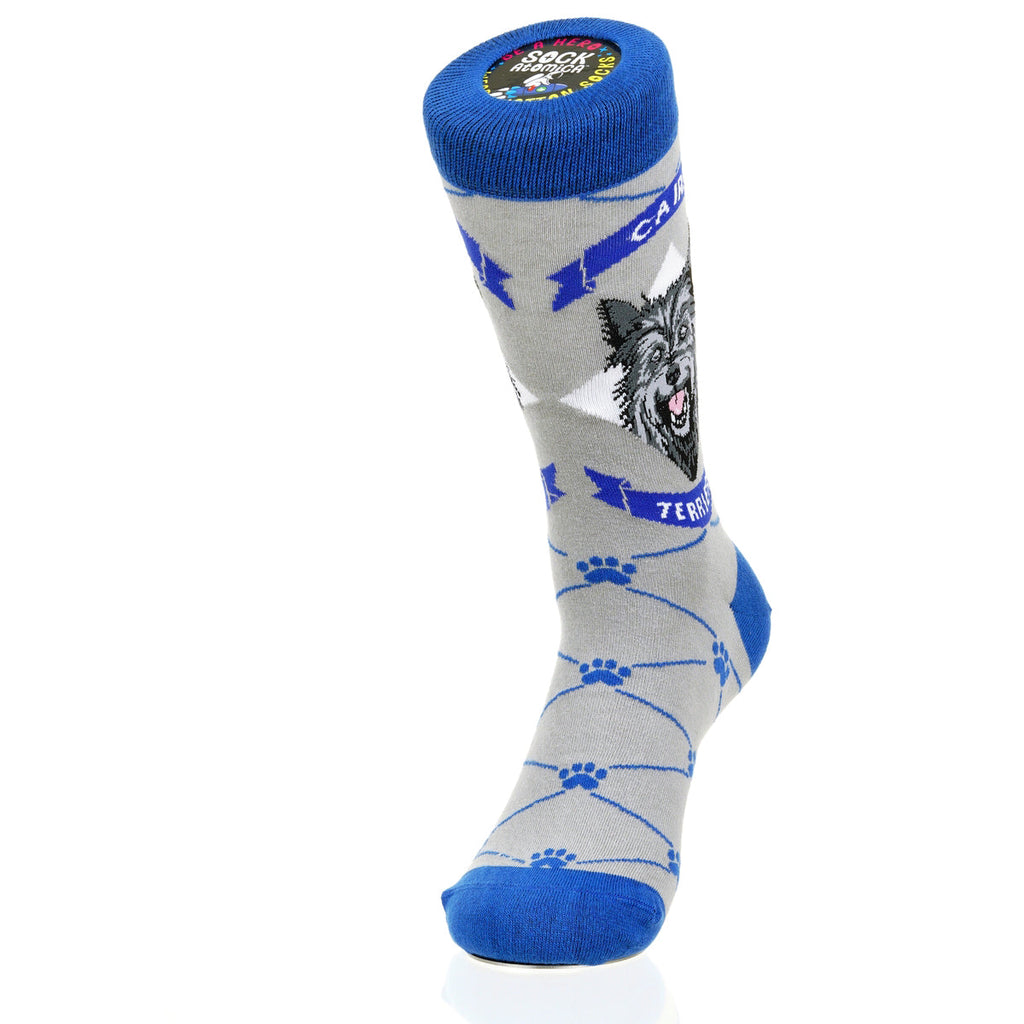 Cairn Terrier | Argyle Pups