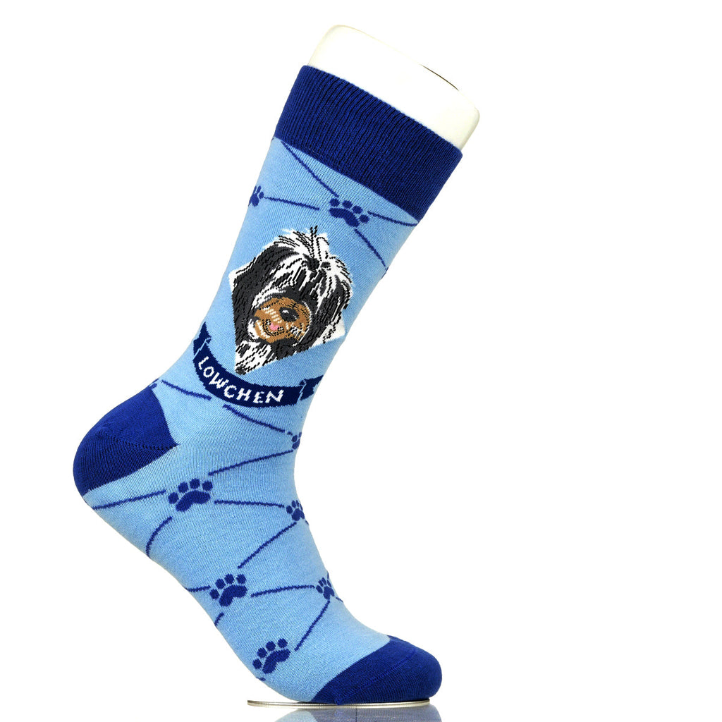 Lowchen | Argyle Pups